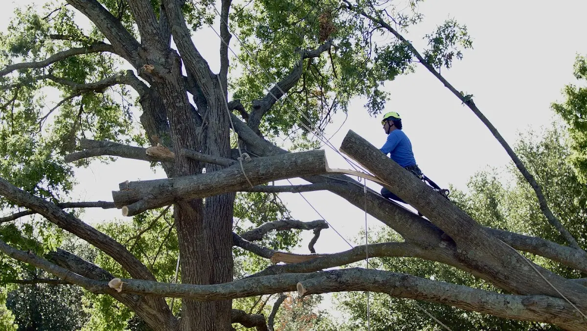 Professional Hazardous Tree Removal performed by certified arborists in Preble